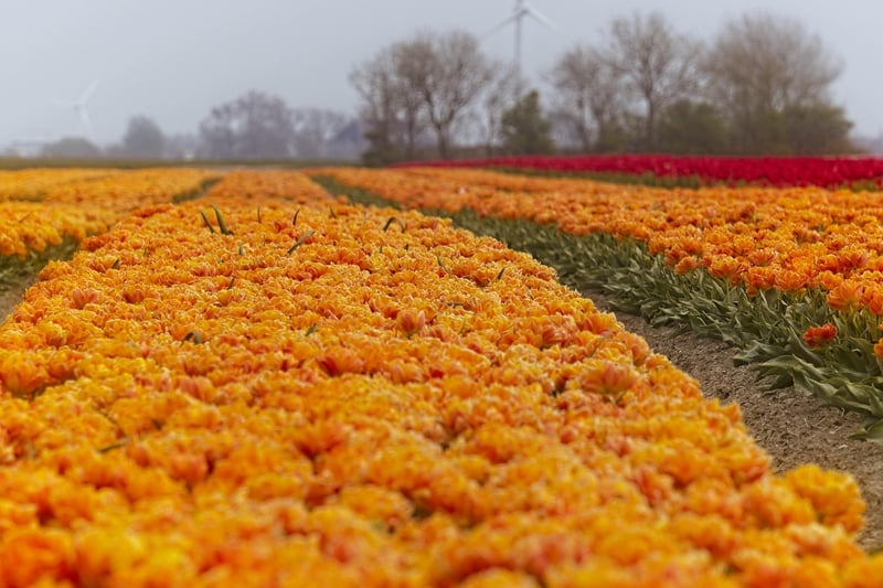 Netherlands